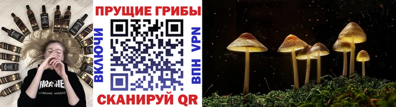 купить закладку Новокузнецк Псилоцибиновые грибы GOLDEN TEACHER